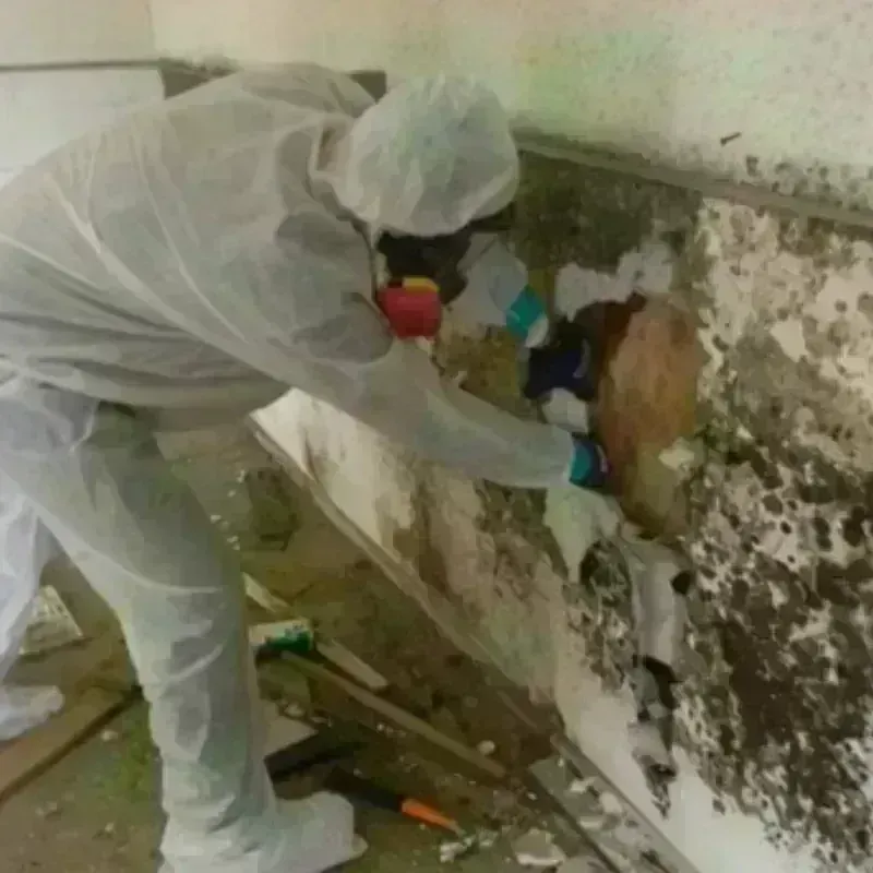 Mold Remediation and Removal in Perryton, TX